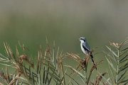 DPPhotography - Oman - Southern grey shrike - A