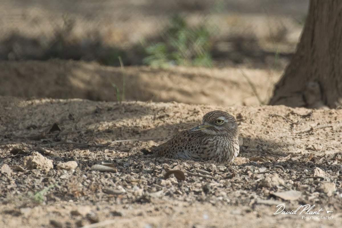 DPPhotography - Oman - Spotted thick-knee - A.jpg - Spotted thick-knee - Al Balid, Oman