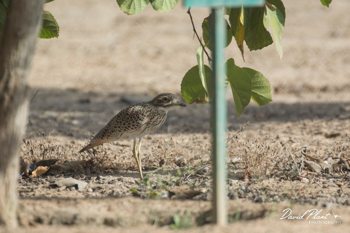 DPPhotography - Oman - Spotted thick-knee - B.jpg - Spotted thick-knee - Al Balid, Oman