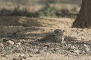 DPPhotography - Oman - Spotted thick-knee - A