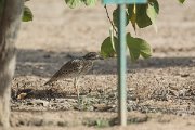 DPPhotography - Oman - Spotted thick-knee - B