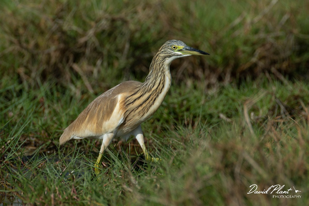 DPPhotography - Oman - Squacco heron - C.jpg - Squacco heron - East Khawr, Oman