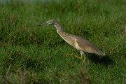 DPPhotography - Oman - Squacco heron - A