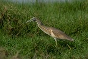 DPPhotography - Oman - Squacco heron - B