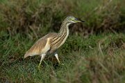 DPPhotography - Oman - Squacco heron - C