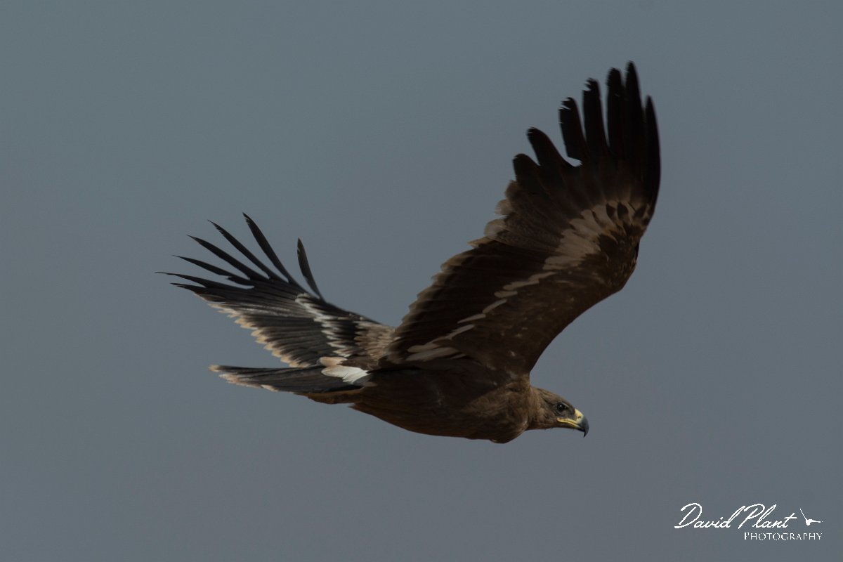 DPPhotography - Oman - Steppe eagle - E.jpg - Steppe eagle - Raysut dump, Oman