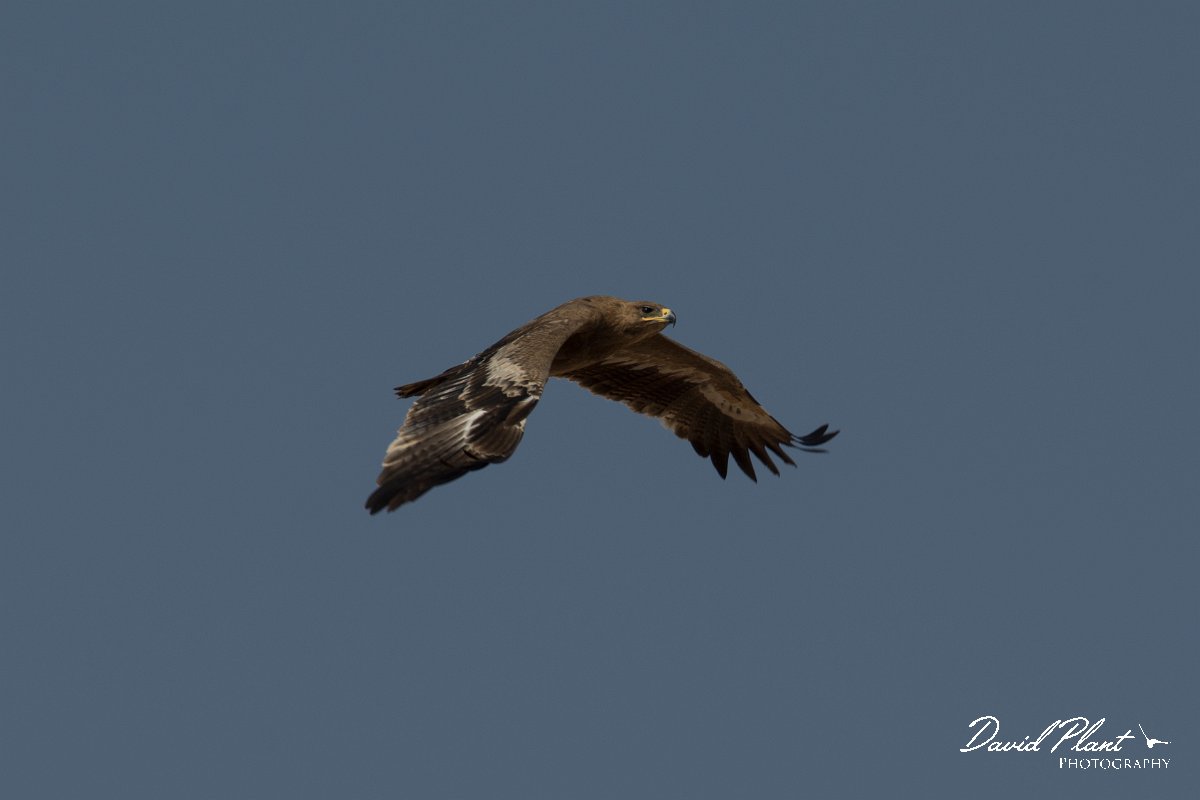 DPPhotography - Oman - Steppe eagle - G.jpg - Steppe eagle - Raysut dump, Oman