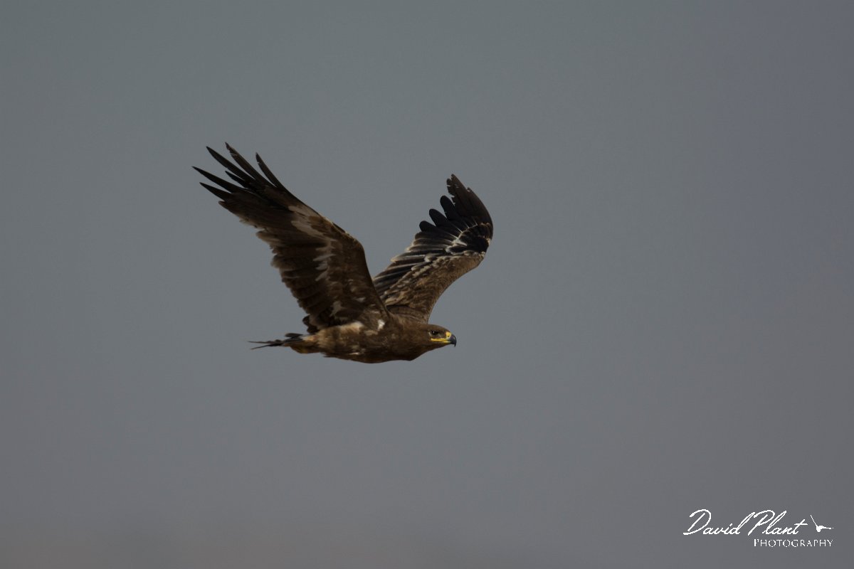 DPPhotography - Oman - Steppe eagle - H.jpg - Steppe eagle - Raysut dump, Oman