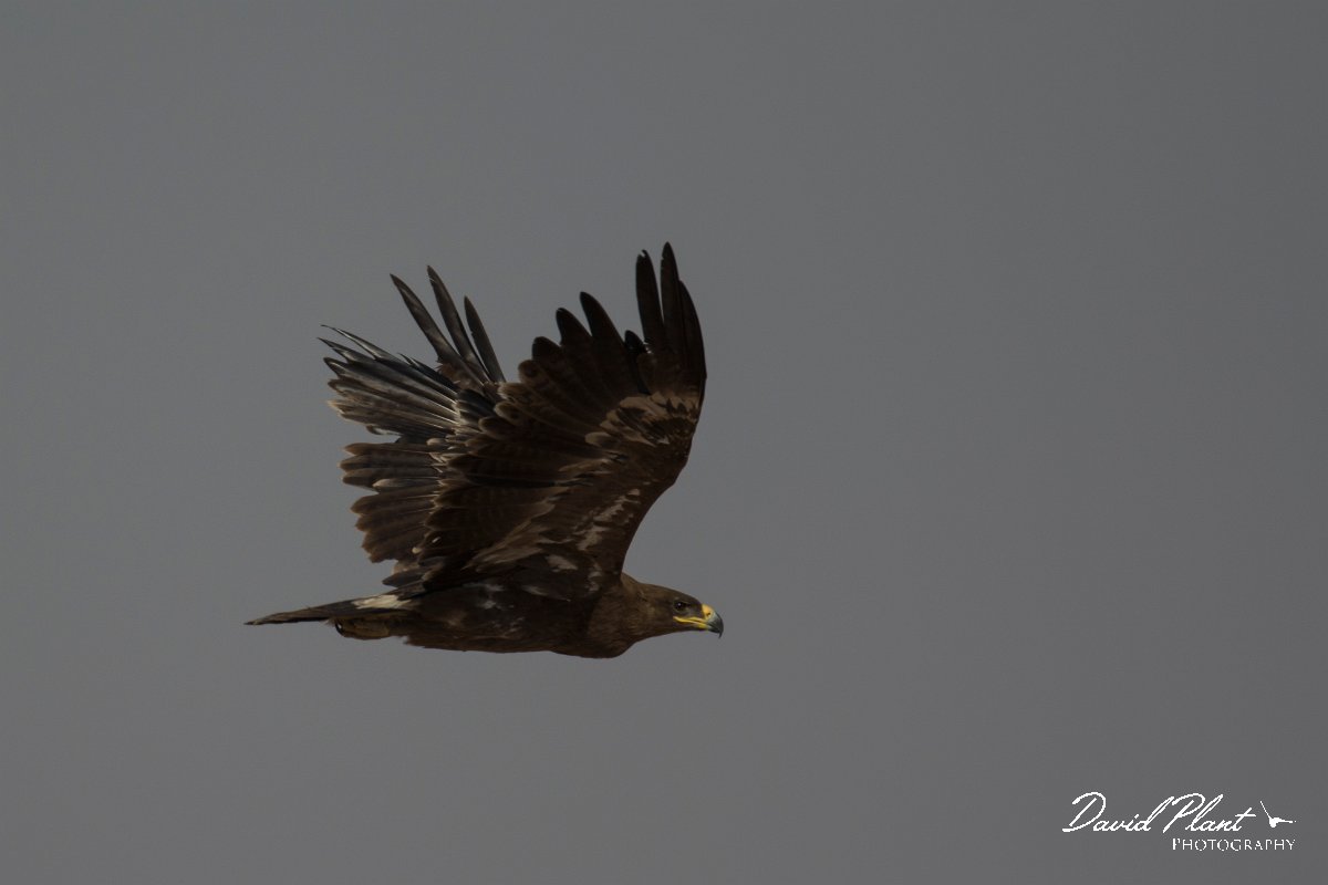DPPhotography - Oman - Steppe eagle - J.jpg - Steppe eagle - Raysut dump, Oman