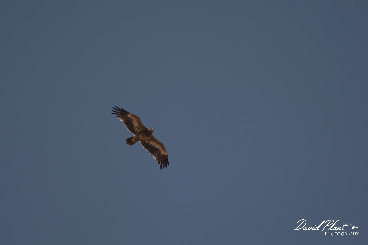 DPPhotography - Oman - Steppe eagle - K.jpg - Steppe eagle - Raysut dump, Oman