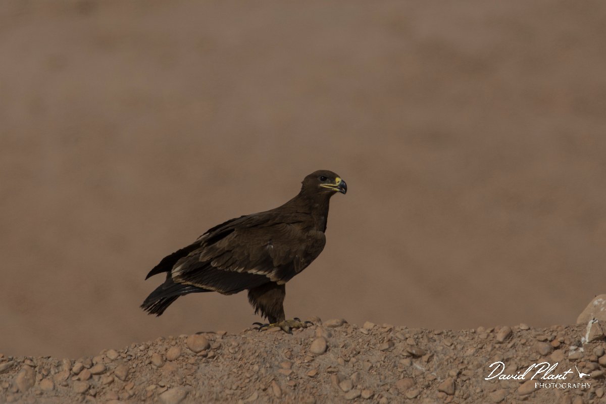 DPPhotography - Oman - Steppe eagle - L.jpg - Steppe eagle - Raysut dump, Oman