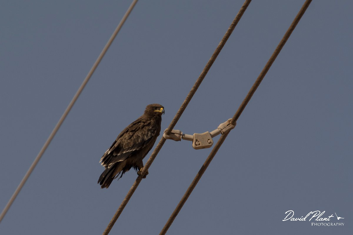 DPPhotography - Oman - Steppe eagle - M.jpg - Steppe eagle - Raysut dump, Oman