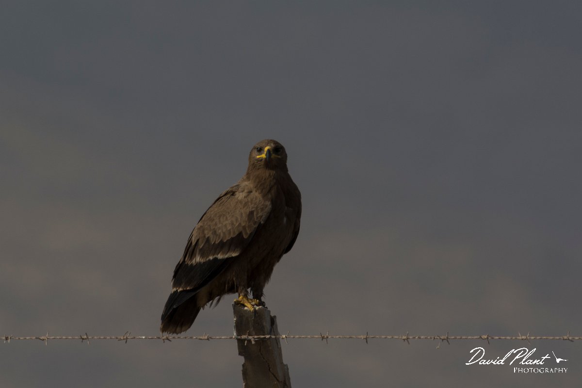 DPPhotography - Oman - Steppe eagle - N.jpg - Steppe eagle - Raysut dump, Oman