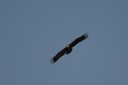 DPPhotography - Oman - Steppe eagle - A