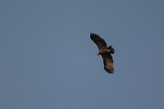 DPPhotography - Oman - Steppe eagle - B