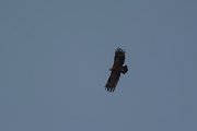 DPPhotography - Oman - Steppe eagle - C