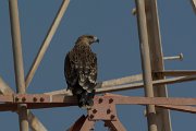 DPPhotography - Oman - Steppe eagle - D