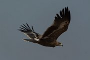DPPhotography - Oman - Steppe eagle - E