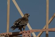 DPPhotography - Oman - Steppe eagle - F