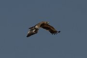 DPPhotography - Oman - Steppe eagle - G