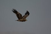 DPPhotography - Oman - Steppe eagle - H