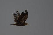 DPPhotography - Oman - Steppe eagle - J