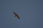 DPPhotography - Oman - Steppe eagle - K