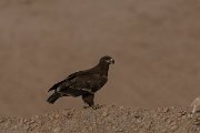 DPPhotography - Oman - Steppe eagle - L