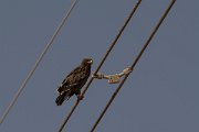 DPPhotography - Oman - Steppe eagle - M