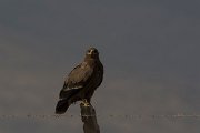 DPPhotography - Oman - Steppe eagle - N
