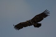 DPPhotography - Oman - Steppe eagle - O