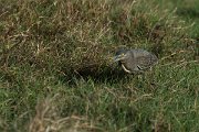 DPPhotography - Oman - Striated heron - B