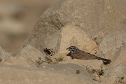 DPPhotography - Oman - Striolated bunting - A