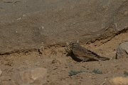 DPPhotography - Oman - Striolated bunting - B