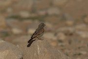 DPPhotography - Oman - Striolated bunting - C