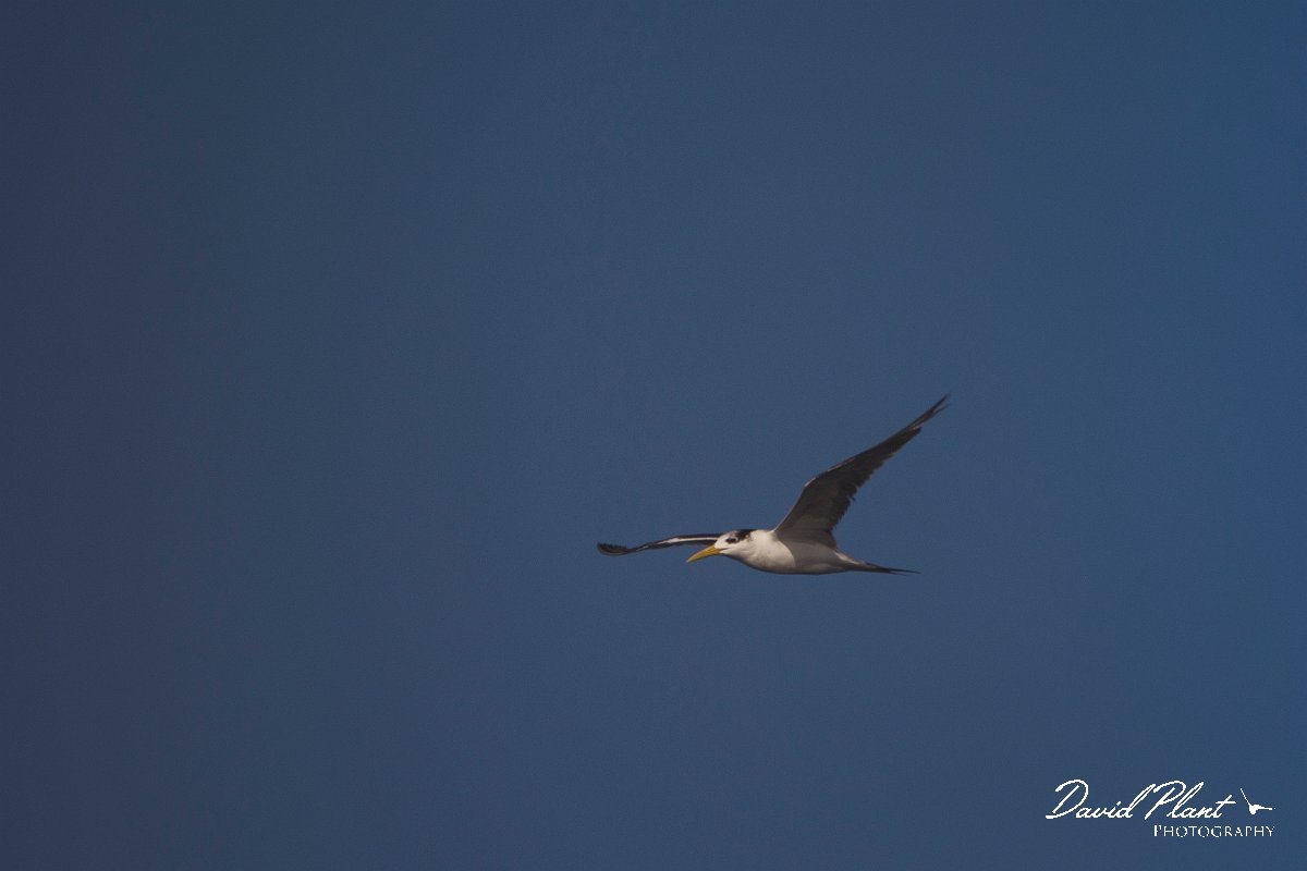 DPPhotography - Oman - Swift tern - A.jpg - Swift tern - Marina Bandar Al Rowdha, Oman