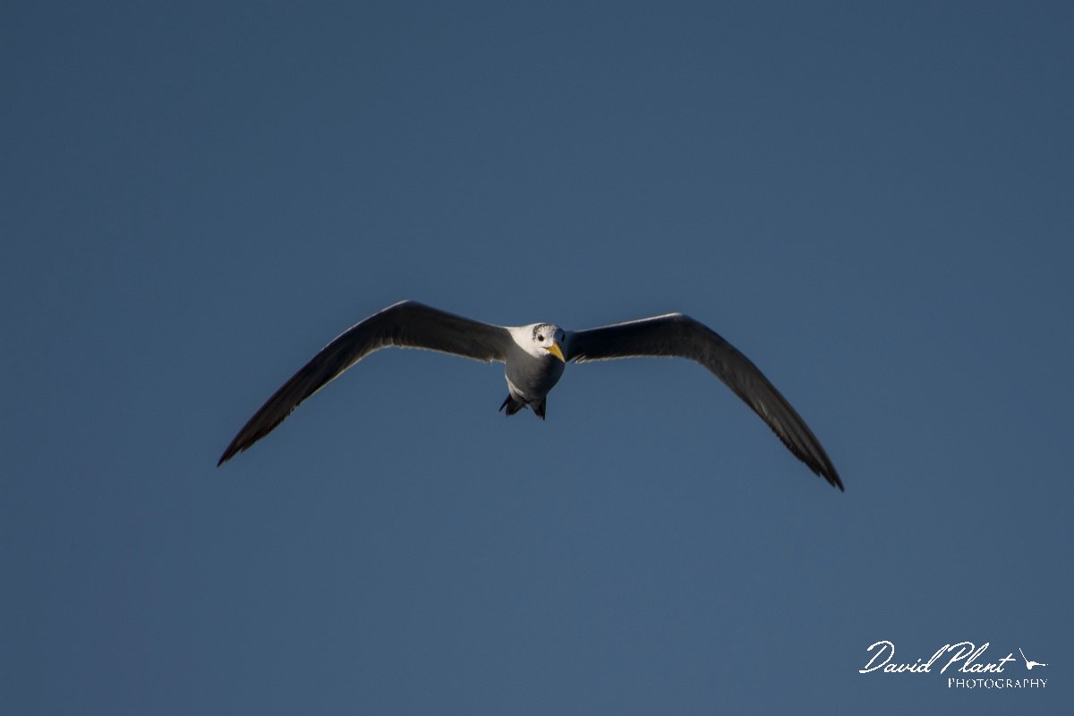 DPPhotography - Oman - Swift tern - B.jpg - Swift tern - Marina Bandar Al Rowdha, Oman