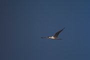 DPPhotography - Oman - Swift tern - A