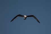 DPPhotography - Oman - Swift tern - B