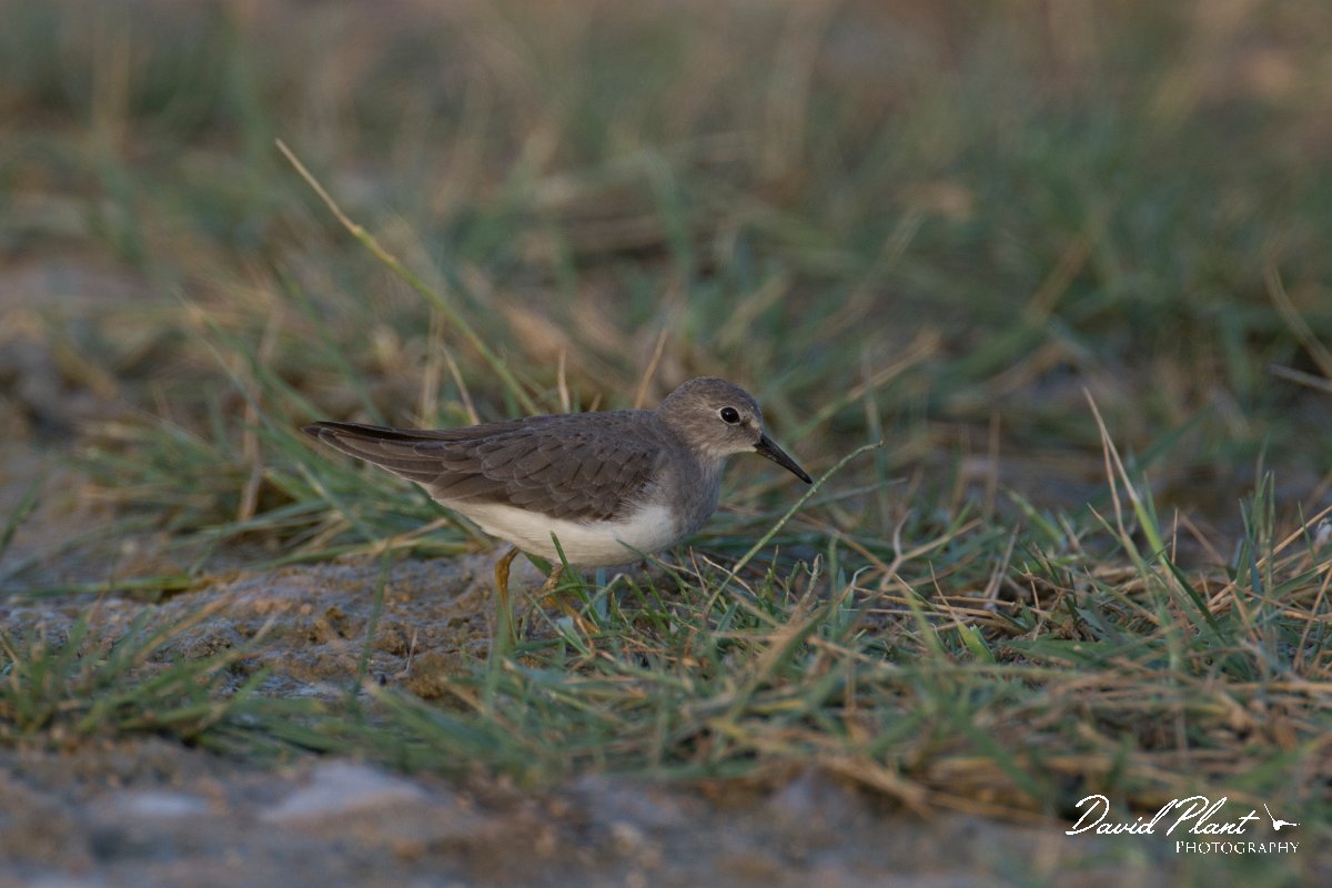 DPPhotography - Oman - Temminck's stint - A.jpg - Temminck's stint - Khawri Rawri North, Oman