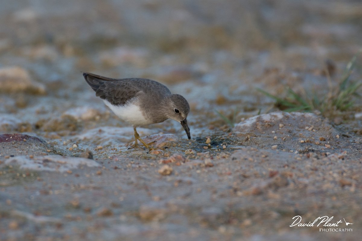 DPPhotography - Oman - Temminck's stint - C.jpg - Temminck's stint - Khawri Rawri North, Oman