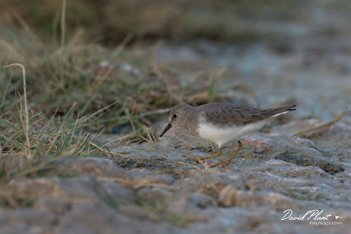DPPhotography - Oman - Temminck's stint - E.jpg - Temminck's stint - Khawri Rawri North, Oman