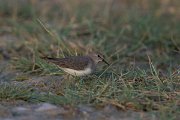 DPPhotography - Oman - Temminck's stint - A