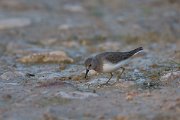DPPhotography - Oman - Temminck's stint - B
