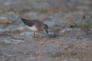 DPPhotography - Oman - Temminck's stint - C