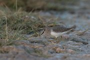 DPPhotography - Oman - Temminck's stint - E