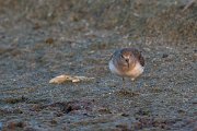DPPhotography - Oman - Temminck's stint - F