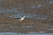 DPPhotography - Oman - Terek sandpiper - A