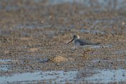 DPPhotography - Oman - Terek sandpiper - B