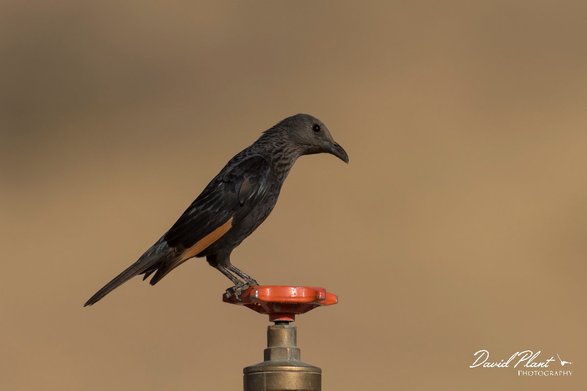 DPPhotography - Oman - Tristram's starling - A.jpg - Tristram's starling - Ain Tobruq, Oman